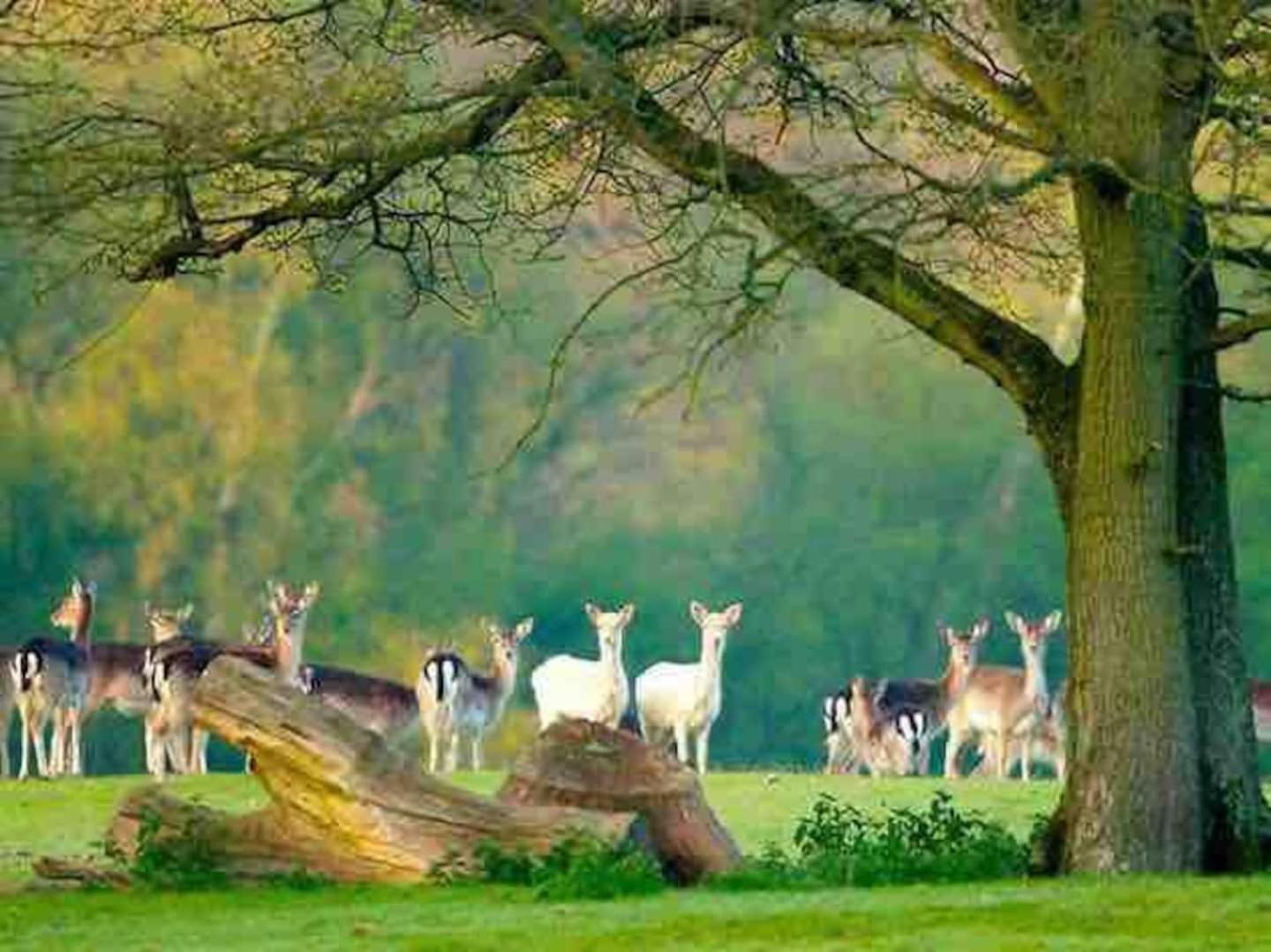 New Forest Retreat Shorefield Country Park Lymington Bagian luar foto