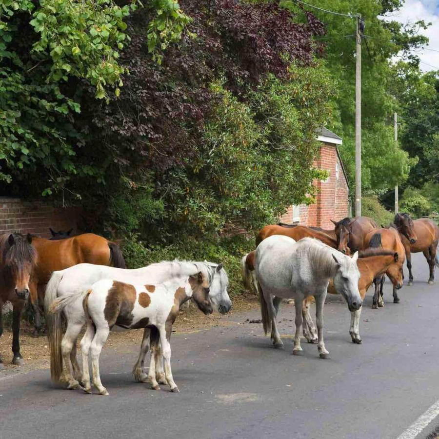 New Forest Retreat Shorefield Country Park Lymington Bagian luar foto